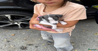 Whippet dogs - Advert 12
