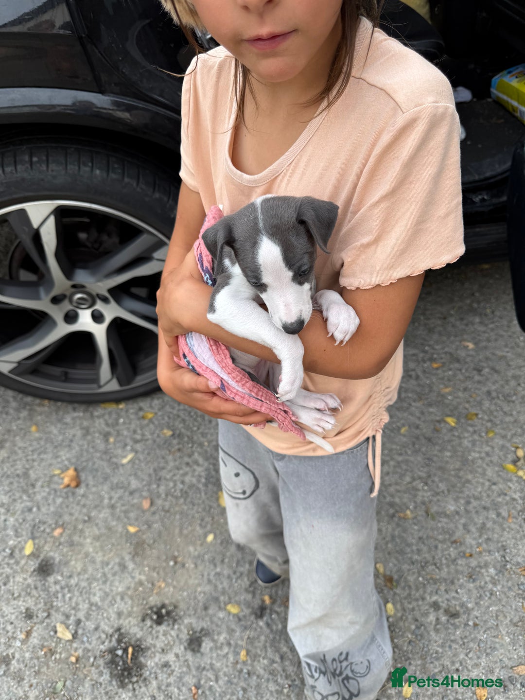 Whippet dogs for sale: Baby girl whippet puppy - Image 3