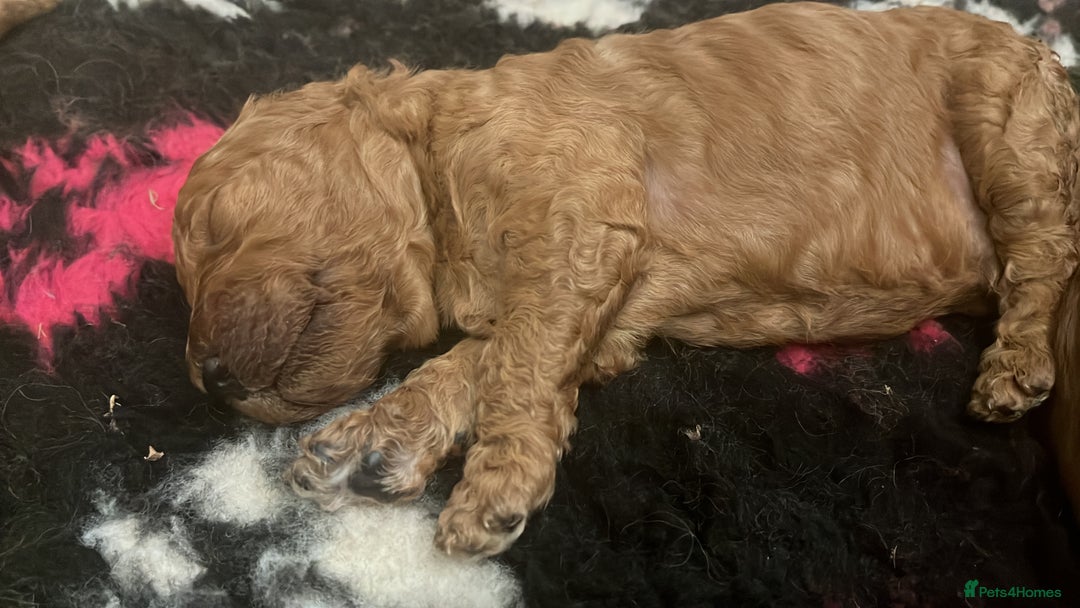 Goldendoodle dogs for sale: Dark red multigenerational standard Goldendoodle - Image 5
