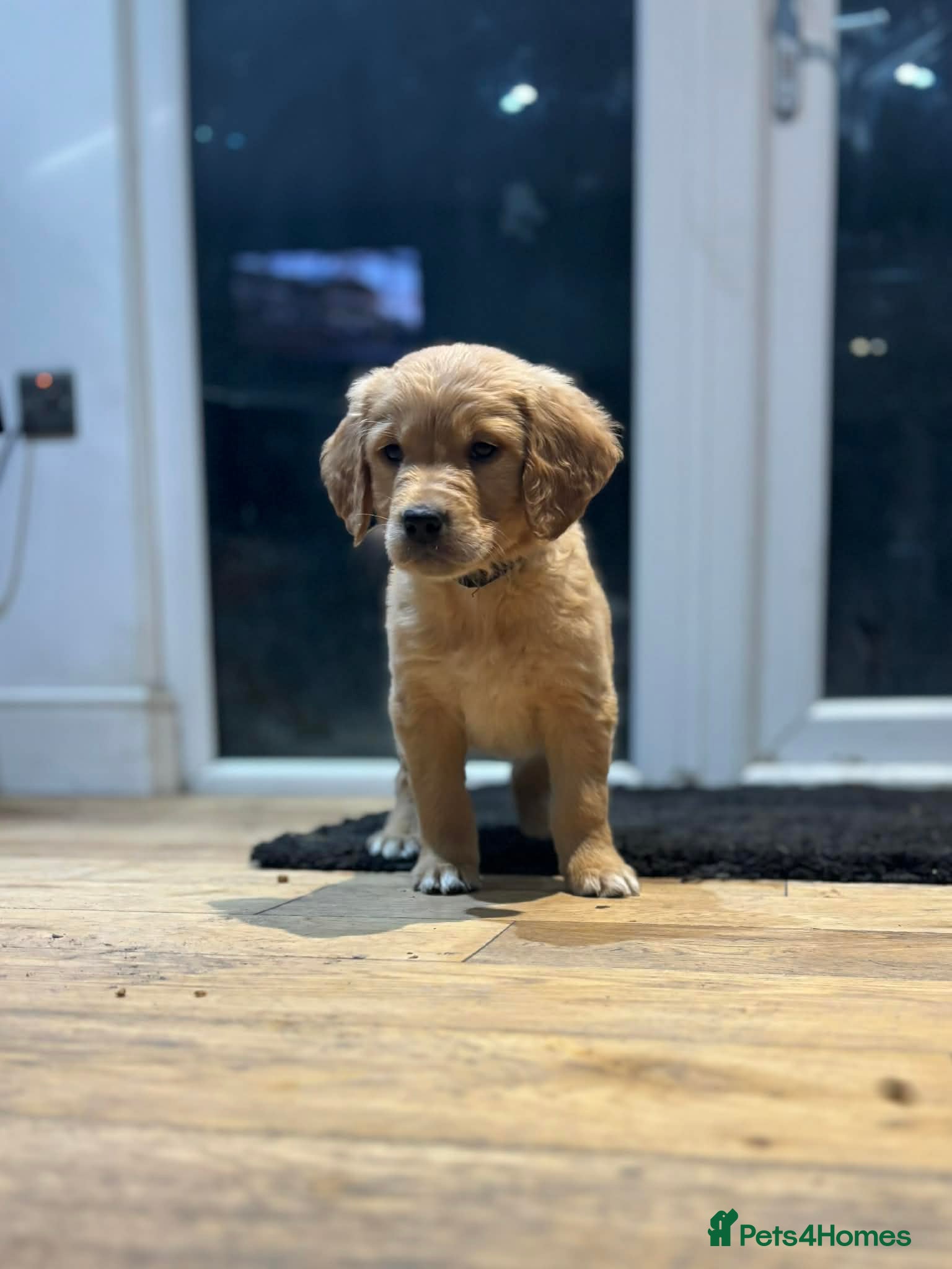 Golden Retriever dogs KC Registered Golden Retriever Puppies - Advert 14