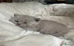 British Shorthair cats for sale: British Short Hair kittens x2 boys left  - Image 19