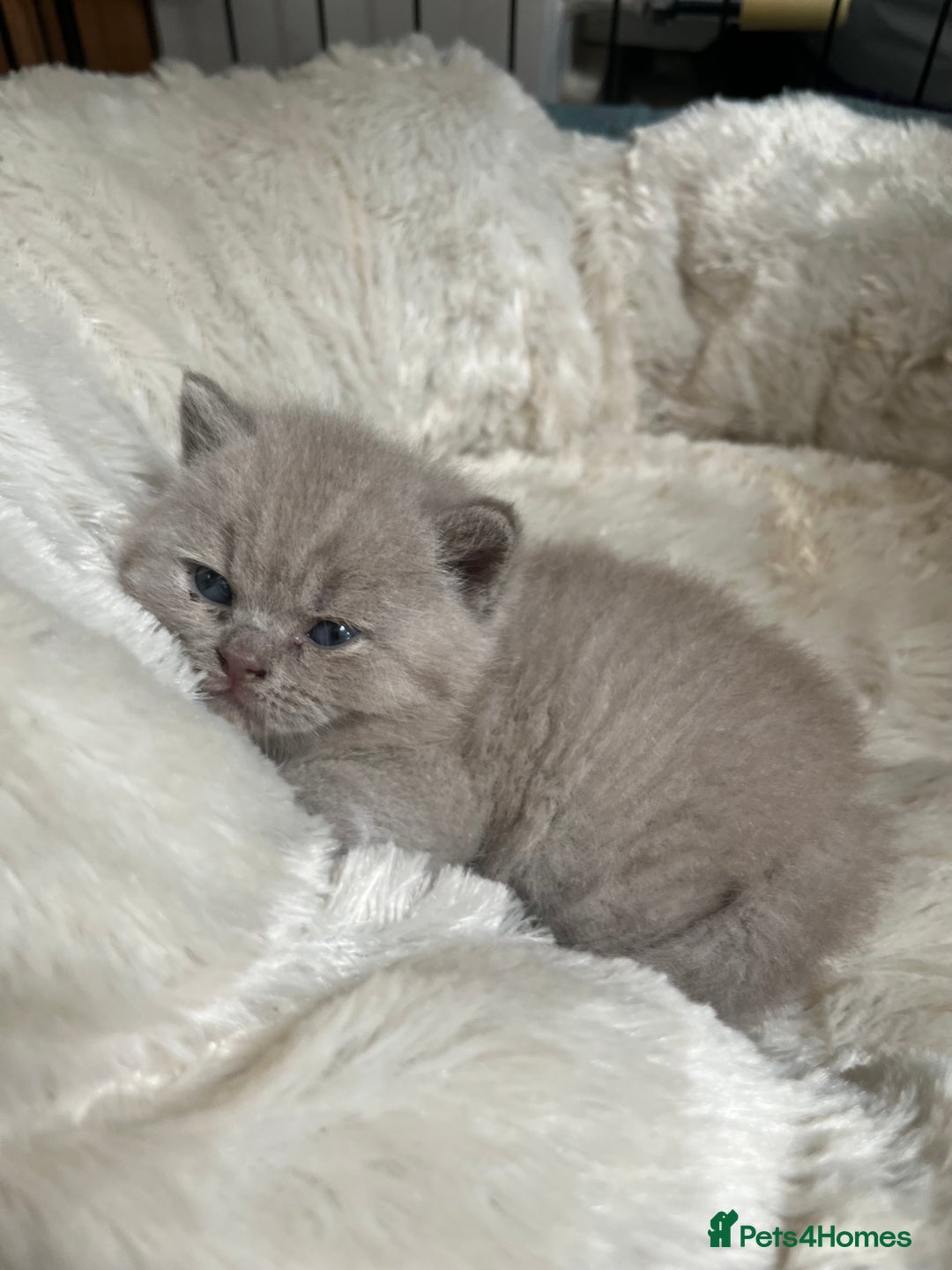 British Shorthair cats for sale: British Short Hair kittens x2 boys left  - Image 19