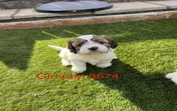 Cava Tzu dogs for sale: Stunning litter of Cava-Tzu pups - Image 4