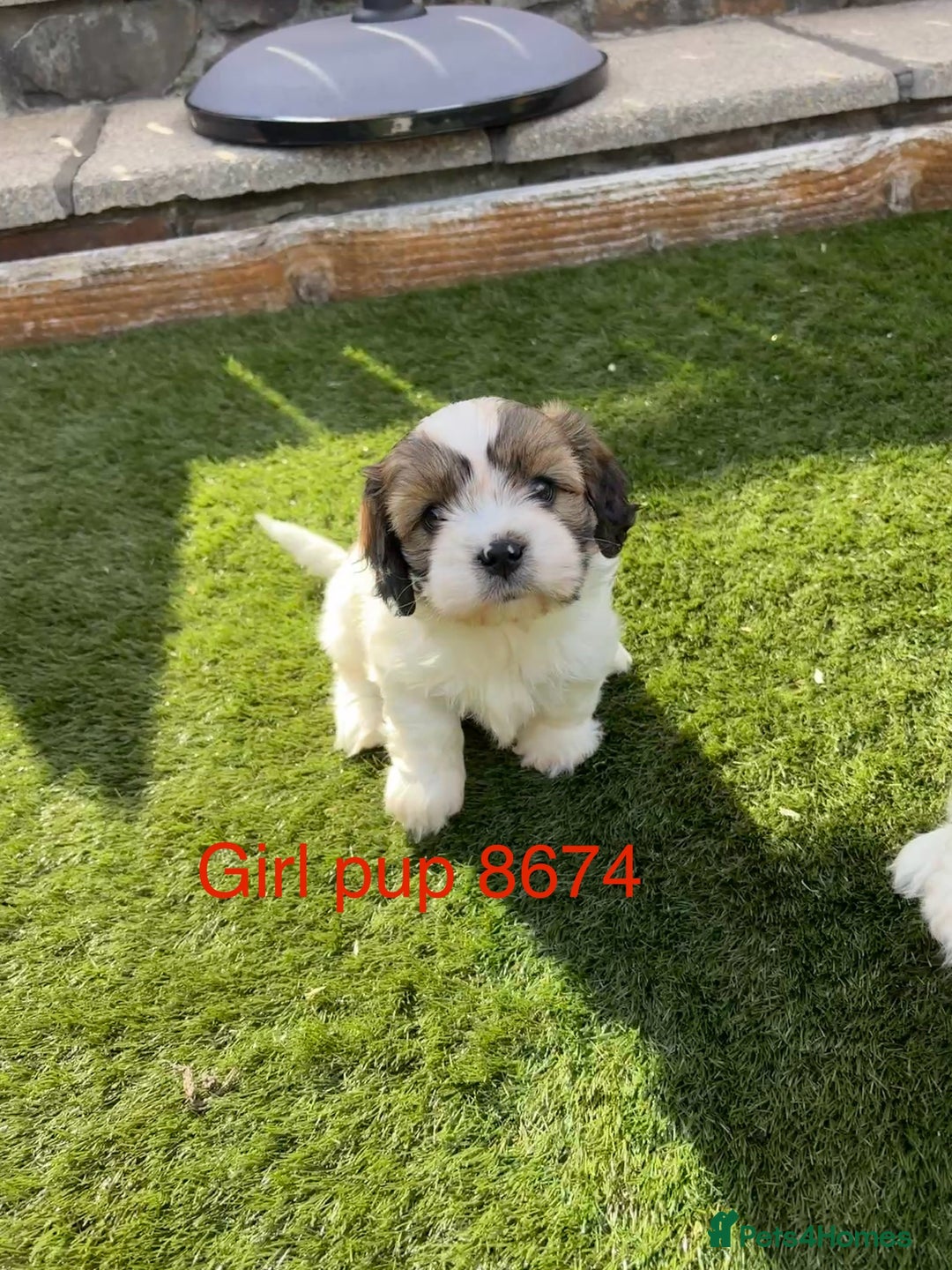 Cava Tzu dogs for sale: Stunning litter of Cava-Tzu pups - Image 4
