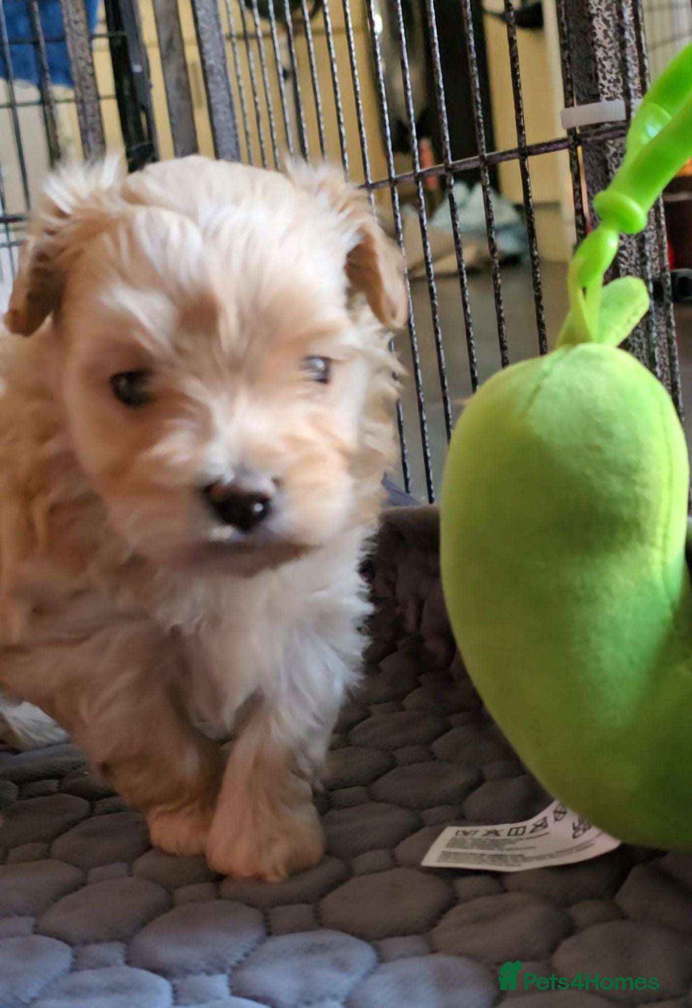 Maltipoo dogs Super sweet F1 female maltipoo 5⭐️Council licensed - Advert 13