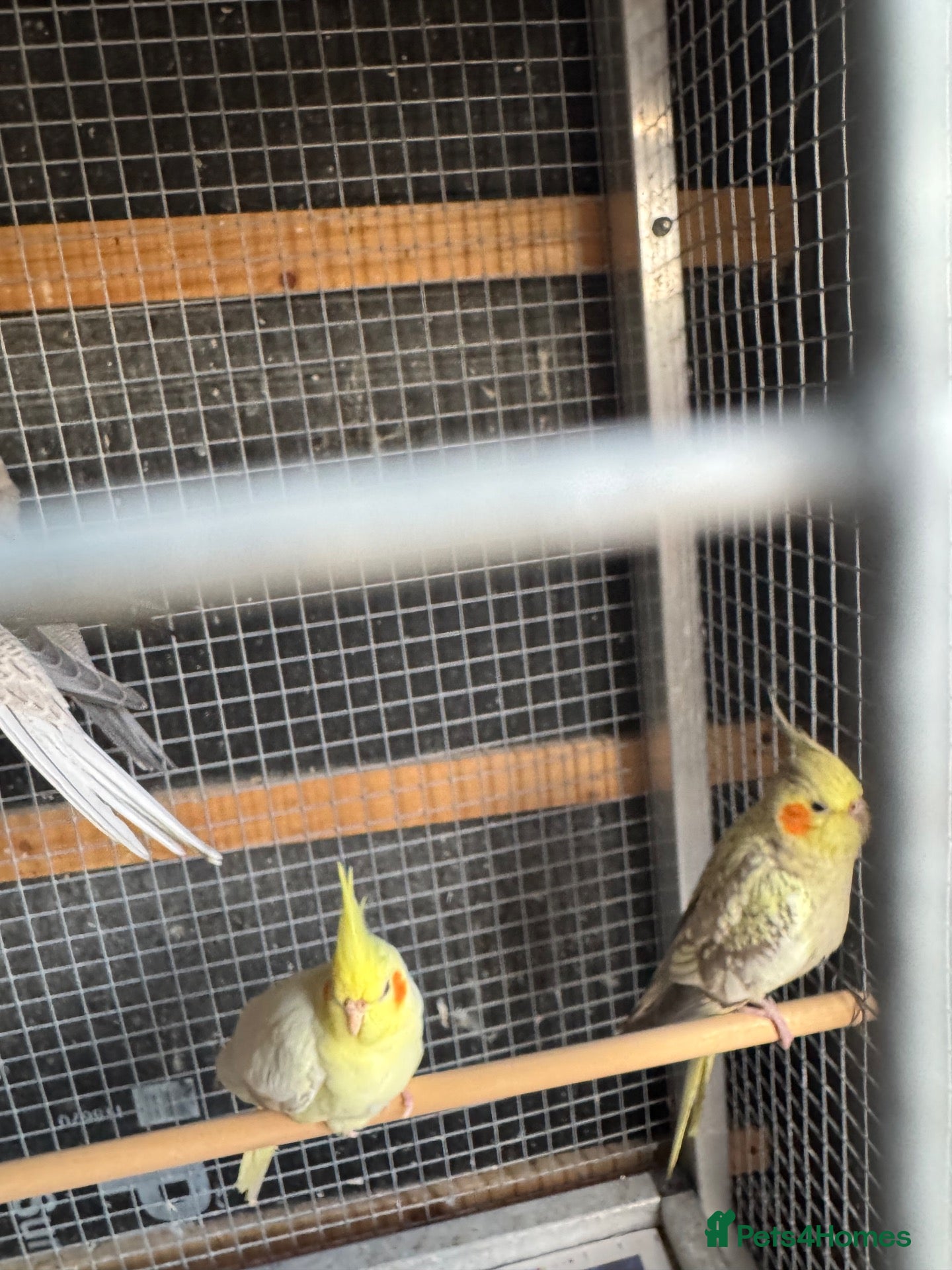 Cockatiels birds Cocktail for sale - Advert 1