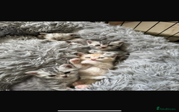 British Shorthair cats for sale: Last Chunky Golden Boy  ❤️ - Image 19