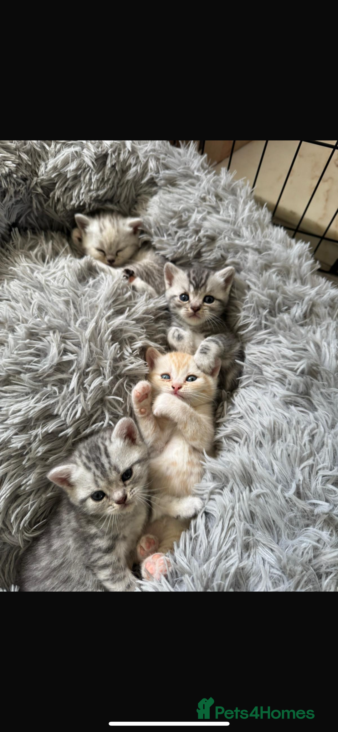 British Shorthair cats for sale: Last Chunky Golden Boy  ❤️ - Image 19