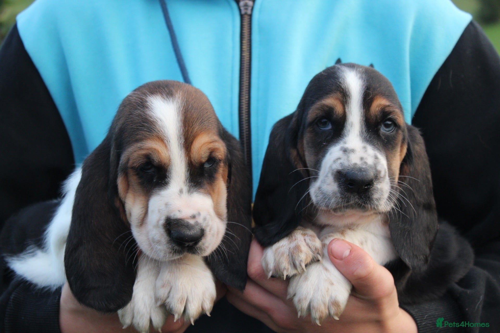 Basset Hound dogs Tri colour Bassethound puppies - Advert 1