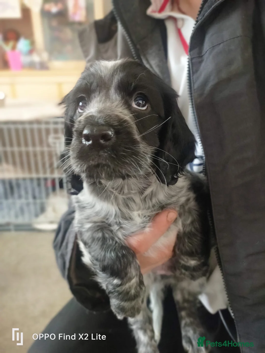 Cocker Spaniel dogs for sale: Working Cocker Spaniel Puppies for Sale - Advert 2