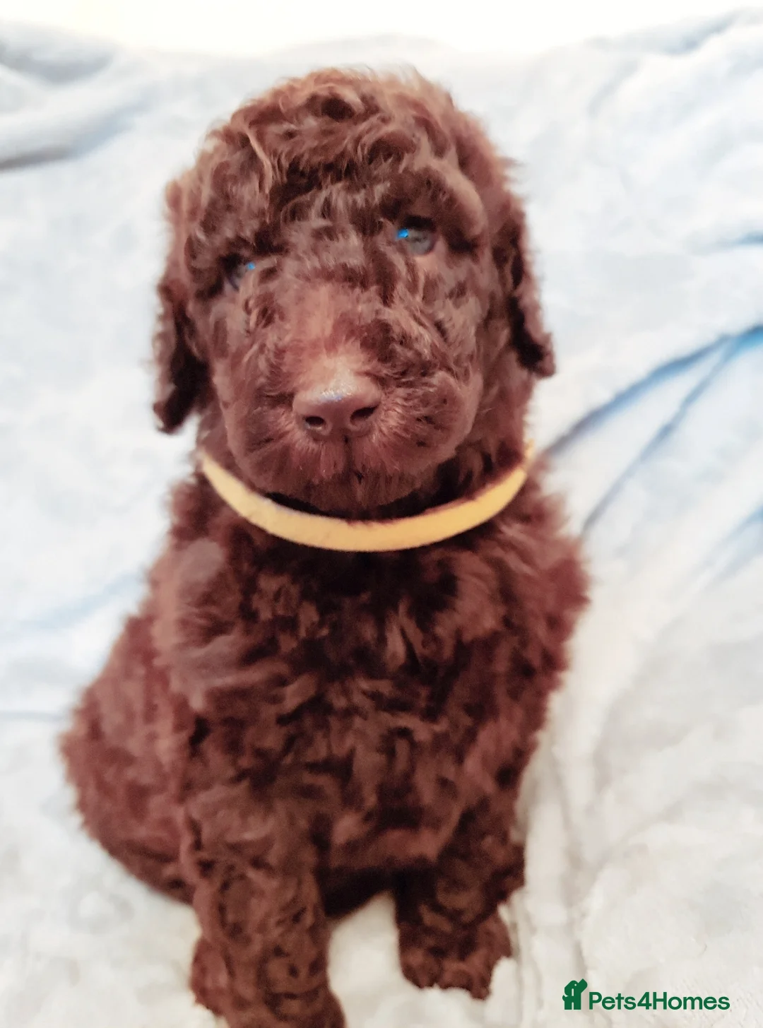 Labradoodle dogs for stud: Hypoallergenic Health Checked Labradoodle PROVEN😍 - Advert 12