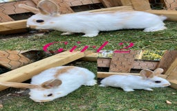Mini Lion Lop rabbits for sale: mini lion lop rabbits  - Image 3