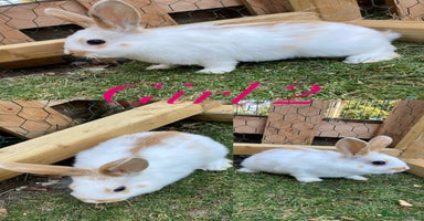 Mini Lion Lop rabbits - Advert 10