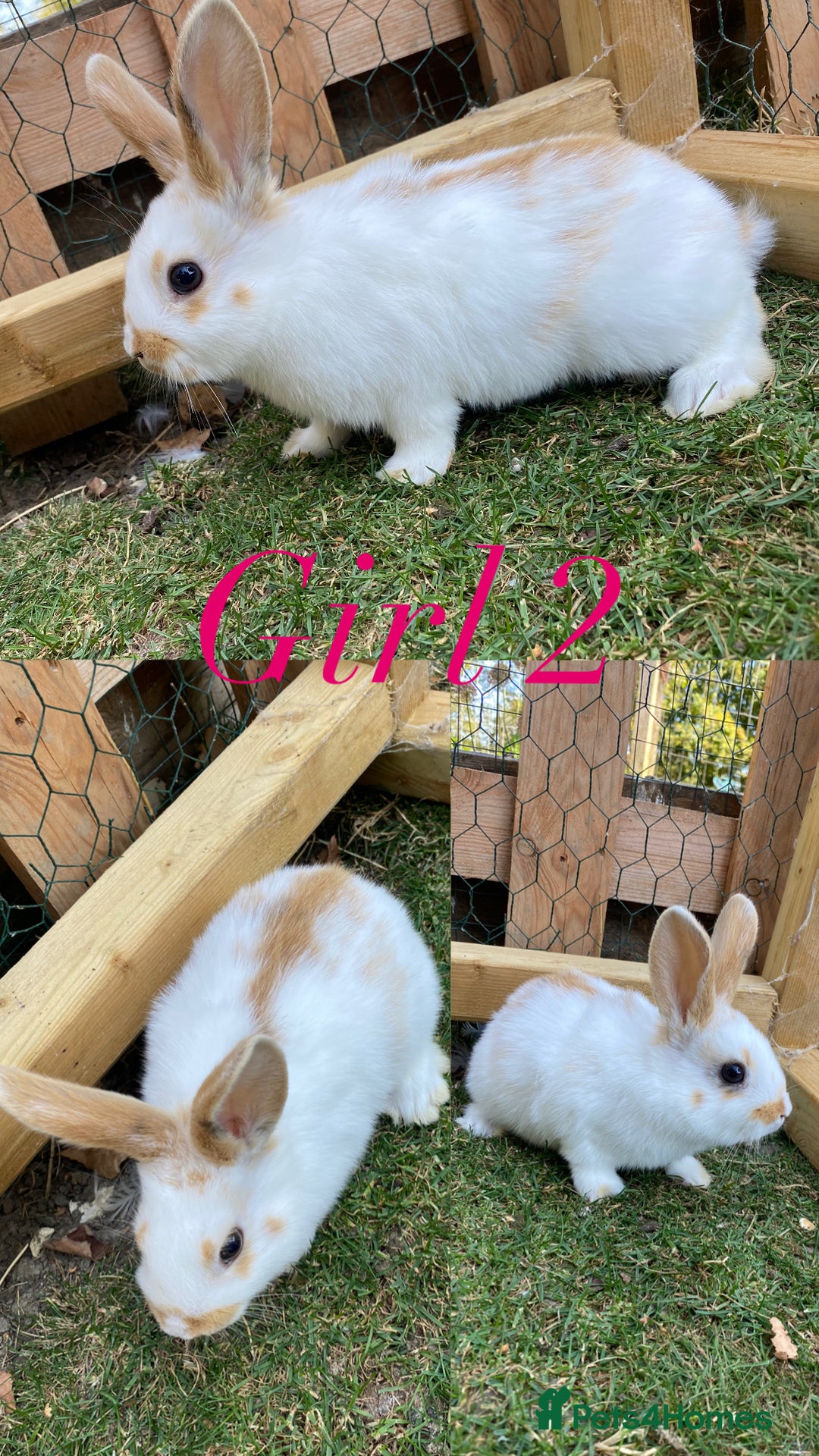 Mini Lion Lop rabbits for sale: mini lion lop rabbits  - Image 3