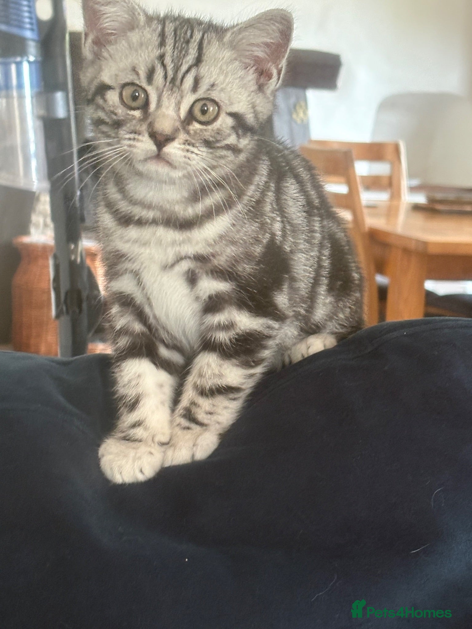 British Shorthair cats British Shorthair Silver tabby male kitten  - Advert 2