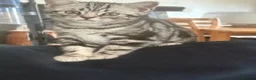 British Shorthair cats for sale: British Shorthair Silver tabby male kitten  - Advert 1