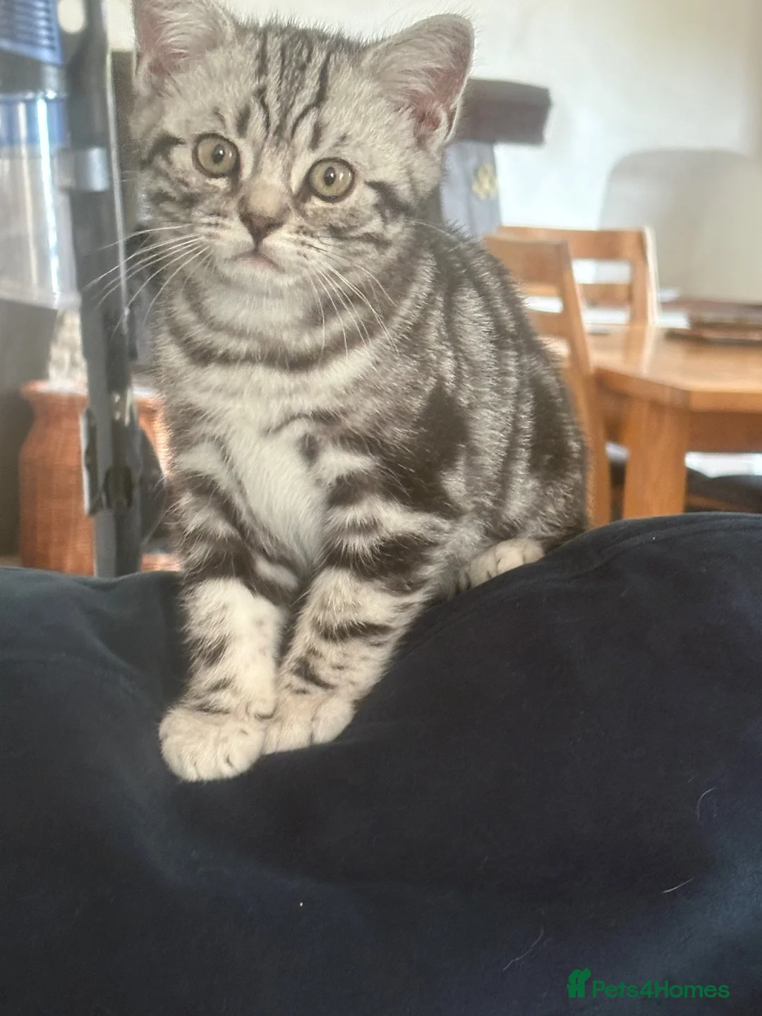 British Shorthair cats for sale: British Shorthair Silver tabby male kitten  - Advert 1