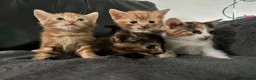 Mixed Breed cats for sale: Kittens ready now  - Advert 2