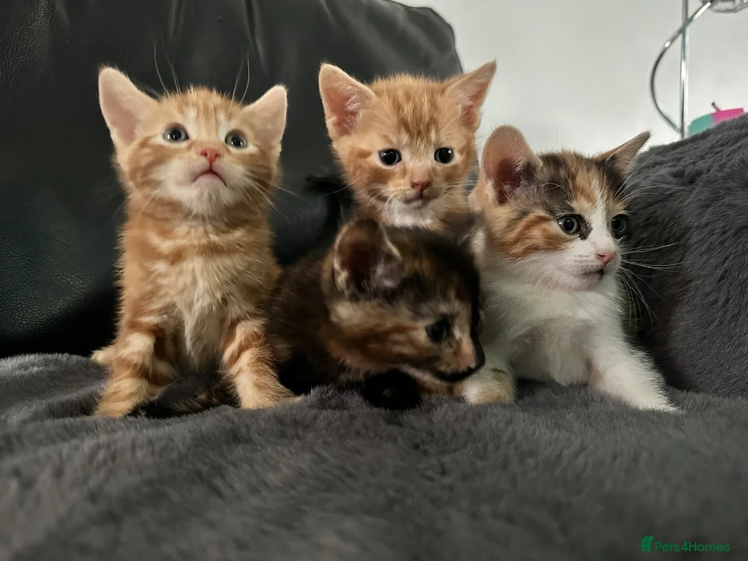 Mixed Breed cats for sale: Kittens ready now  - Advert 2