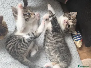 Mixed Breed cats READY 3RD OCT 2 LEFT - Advert 1