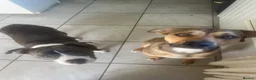 Mixed Breed dogs for sale: Staffy cross Belgium Shepard puppys  in Gosport - Advert 11