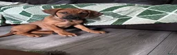 Mixed Breed dogs for sale: URGENT LAST 3 FEMALES LEFT!! Great Rottie Puppies - Advert 17