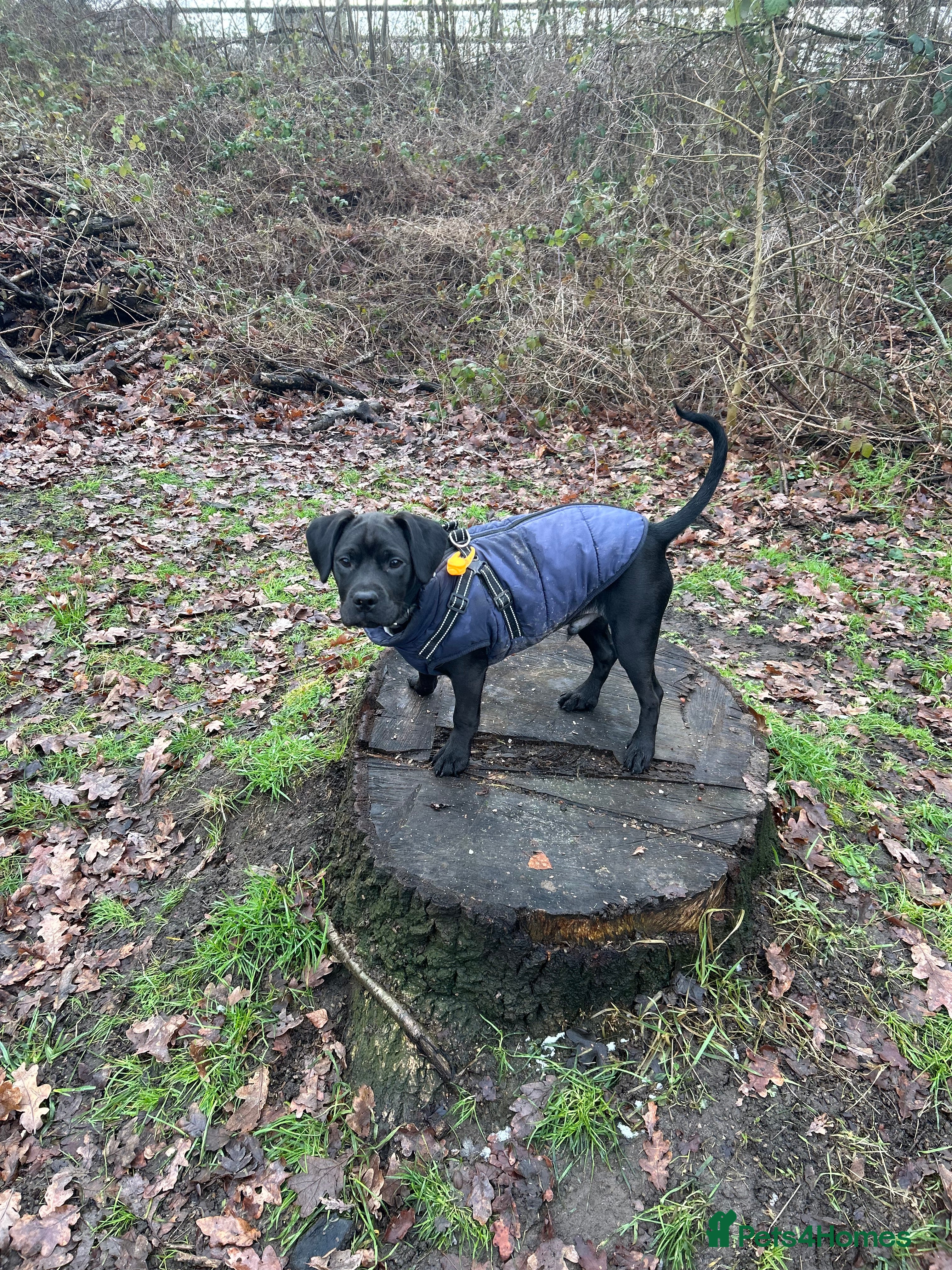 Mixed Breed dogs Benny - Advert 1