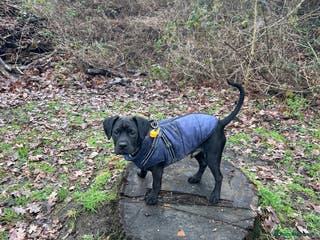 Mixed Breed dogs Benny - Advert 1