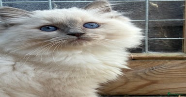Ragdoll cats - Advert 11