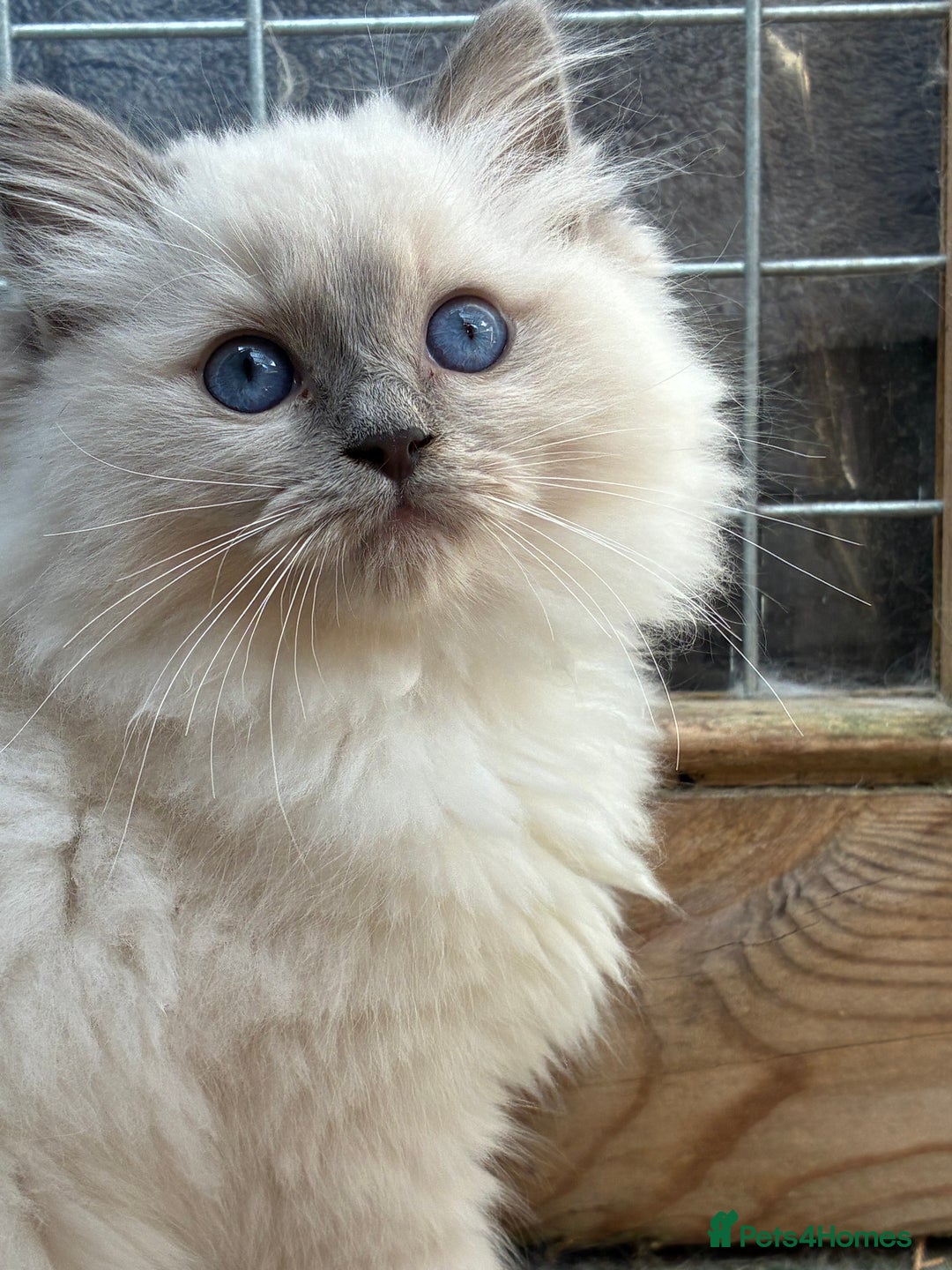 Ragdoll cats for sale: Female ragdoll kittens - Image 3