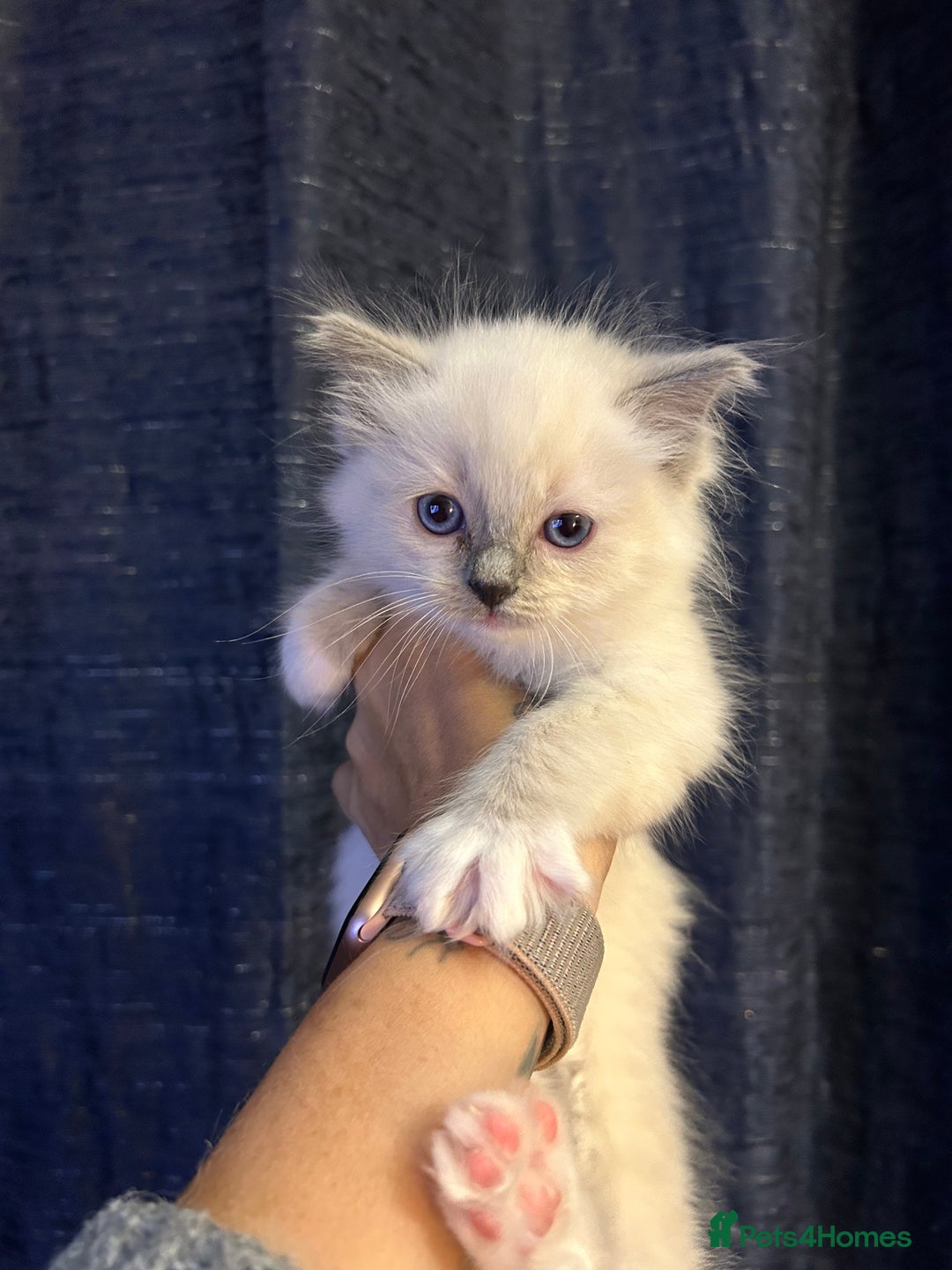 Ragdoll cats for sale: Last little girl available  - Image 9