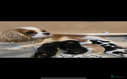 Cavalier King Charles Spaniel dogs for sale: Cavalier King Charles Spaniel puppies - Image 6