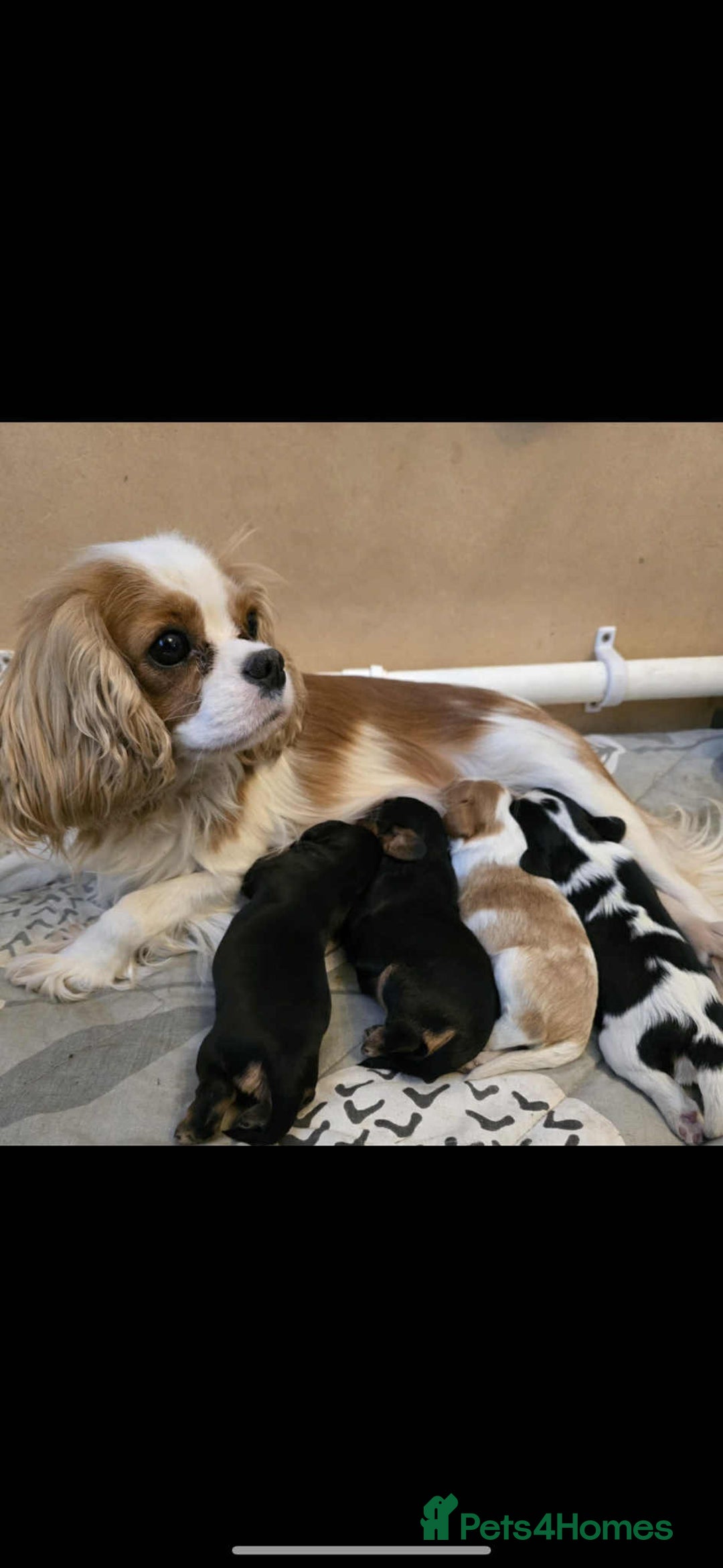 Cavalier King Charles Spaniel dogs for sale: Cavalier King Charles Spaniel puppies - Image 6