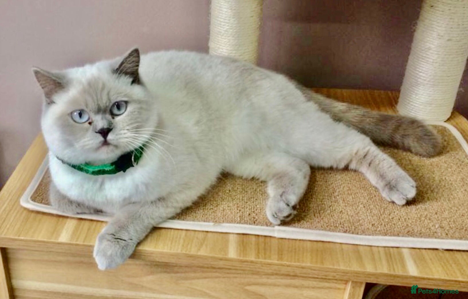 British Shorthair cats LILAC COLOURPOINT BSH FEMALE!!! 🐾🐾😻😻 - Advert 1