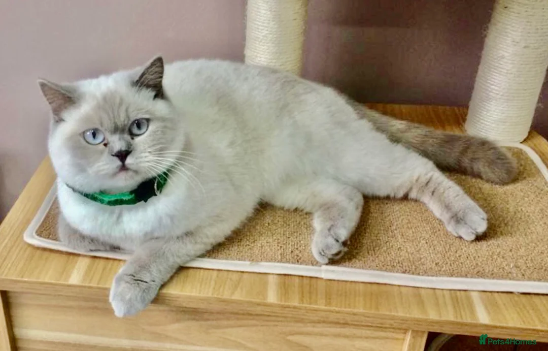 British Shorthair cats for sale: LILAC COLOURPOINT BSH FEMALE!!! 🐾🐾😻😻 - Advert 1