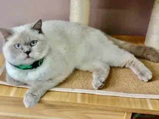British Shorthair cats LILAC COLOURPOINT BSH FEMALE!!! 🐾🐾😻😻 - Advert 1