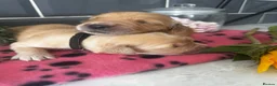 Golden Retriever dogs for sale: 5 exceptional golden retrievers  - Advert 9