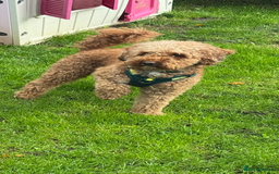 Cockapoo dogs for sale: Loving home wanted  - Image 3