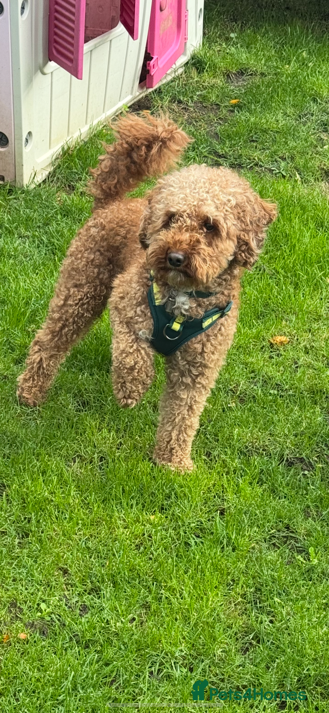 Cockapoo dogs for sale: Loving home wanted  - Image 3