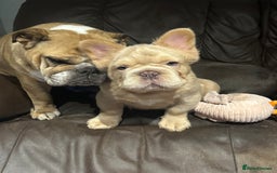 French Bulldog dogs for sale: 2 fluffy French Bulldogs puppies left - Image 5