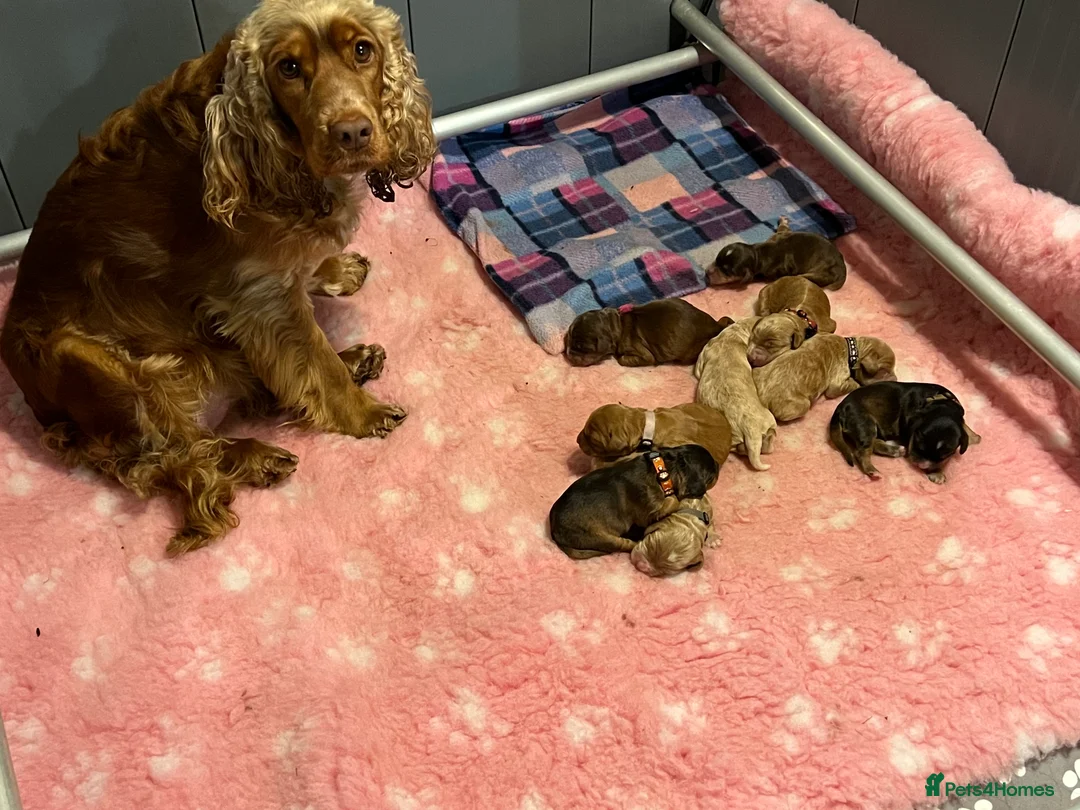Cockapoo dogs for sale: Beautiful F1 Cockapoos DNA health tested parents.  - Advert 2