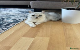 British Shorthair cats for sale: BSH Silver Tabby kittens for Sale! - Image 7