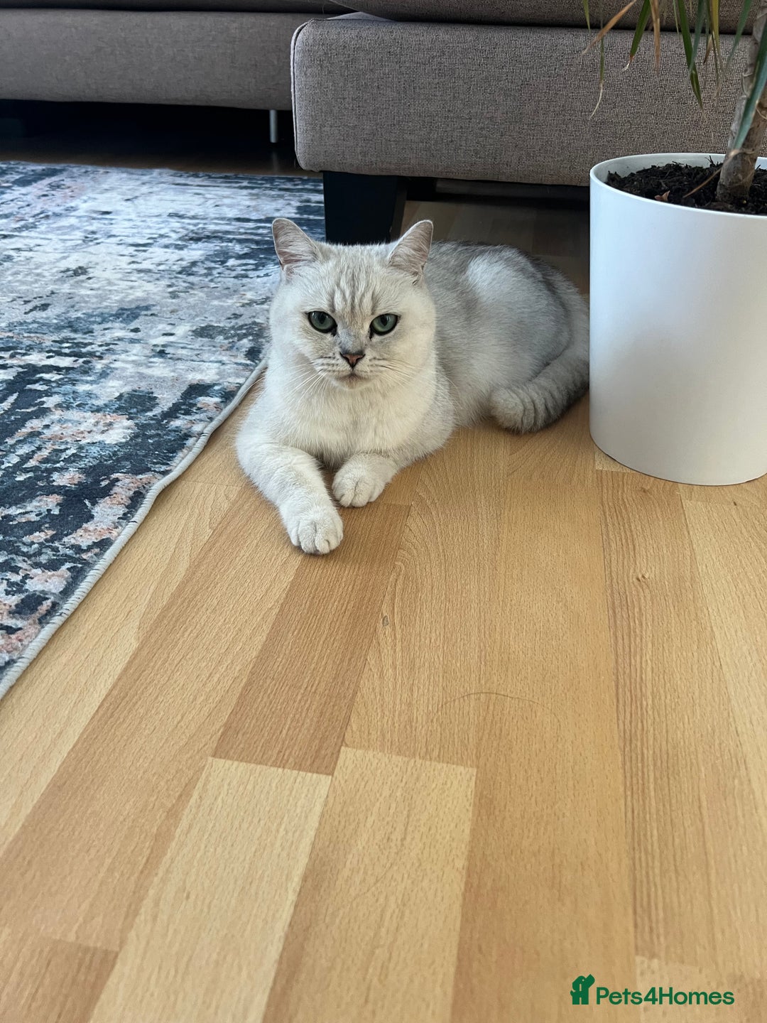 British Shorthair cats for sale: BSH Silver Tabby kittens for Sale! - Image 7