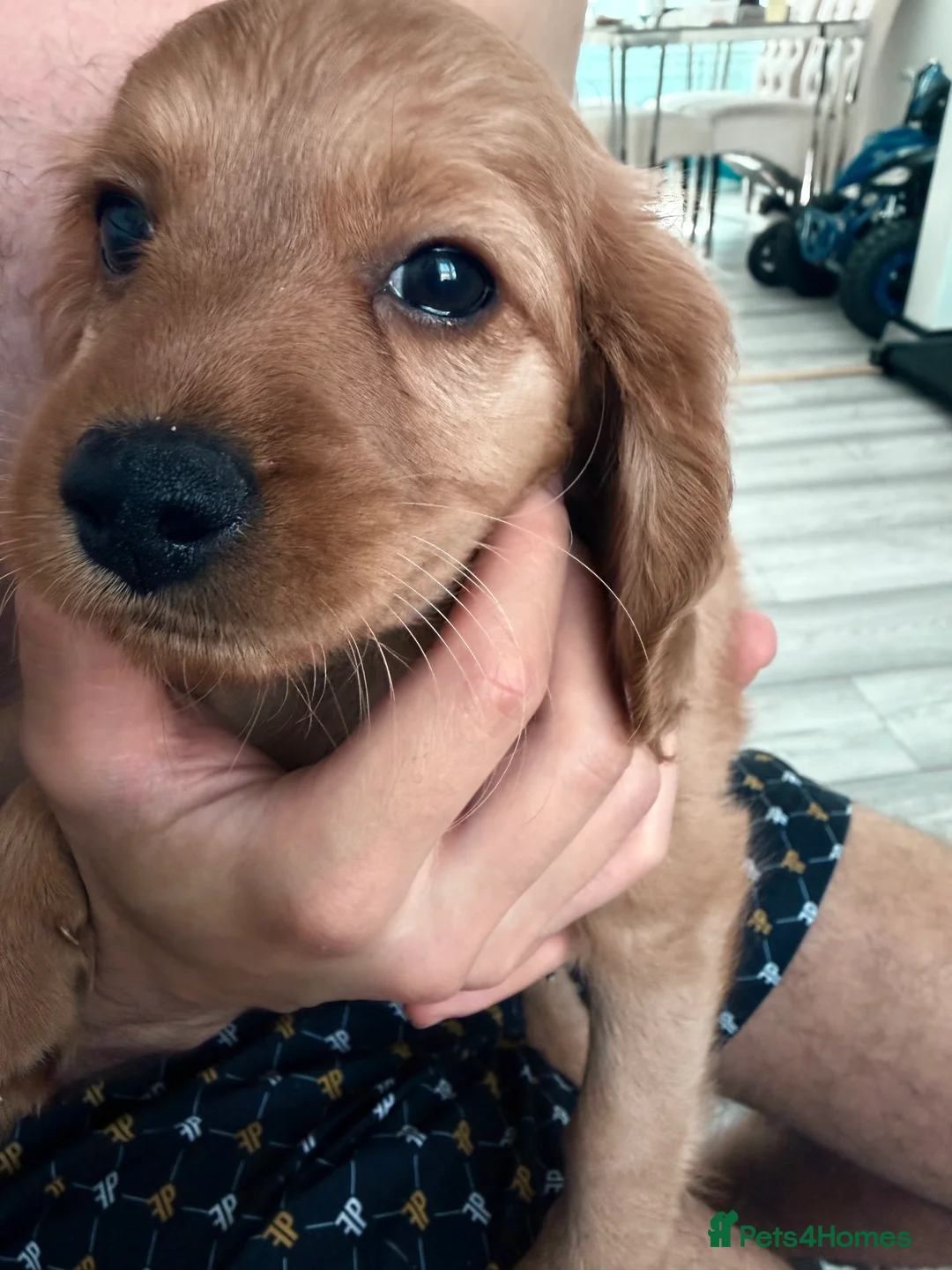 Cavapoo dogs for sale: Cavapoos puppies for sale  - Advert 2