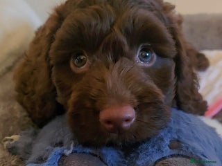 Cockapoo dogs F1 Minature cockapoos - Advert 8