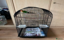Lovebirds birds for sale: Reeta - Image 1