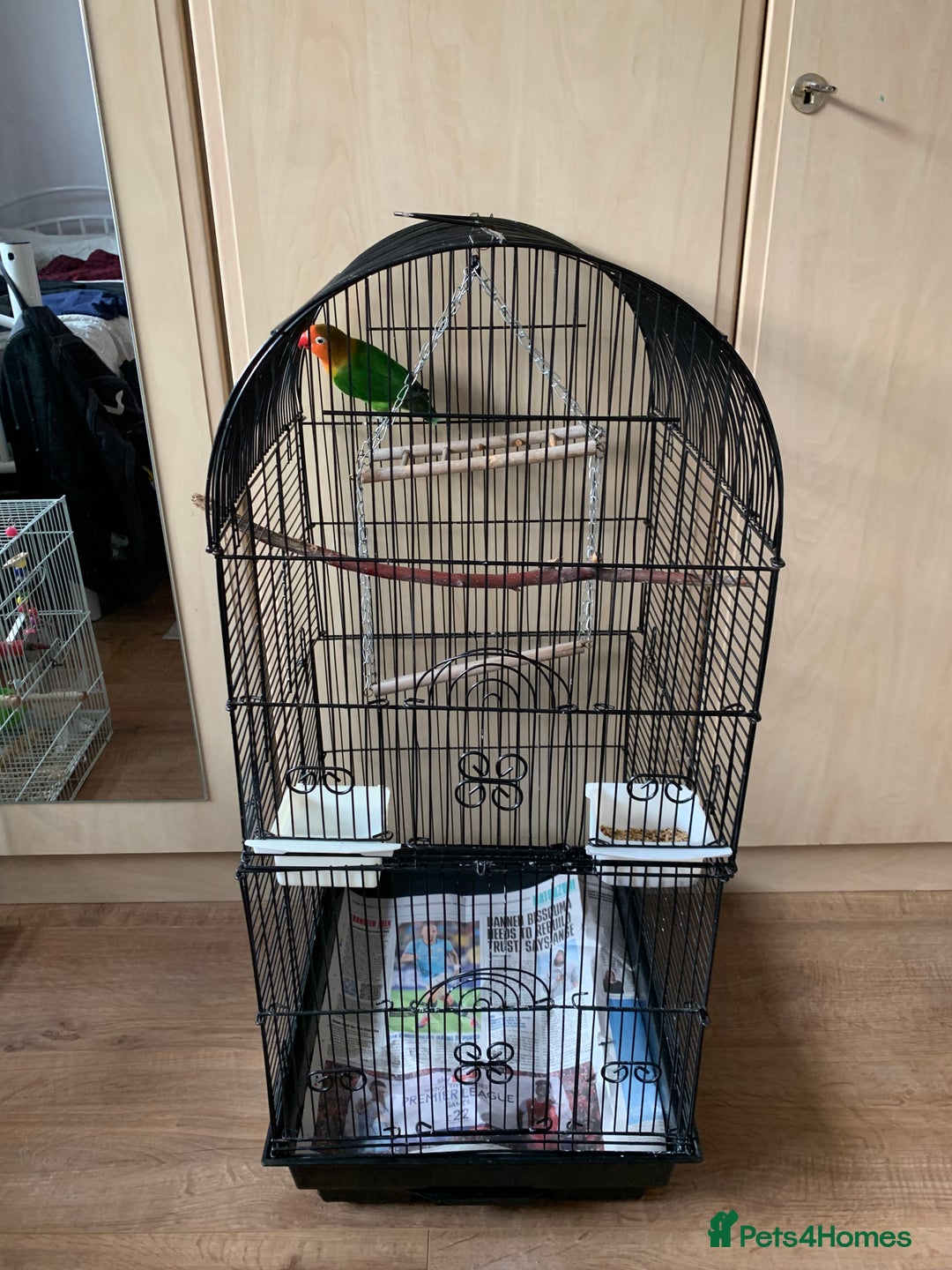 Lovebirds birds for sale: Reeta - Image 1