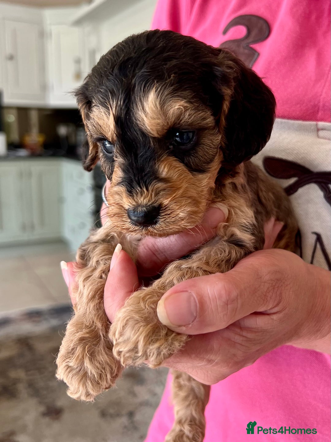 Cockapoo dogs for sale: Cockapoo puppies  - Image 6