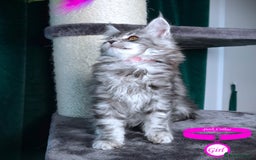 Maine Coon cats for sale: STUNNING XL PEDIGREE MAINE COON KITTENS  - Image 30
