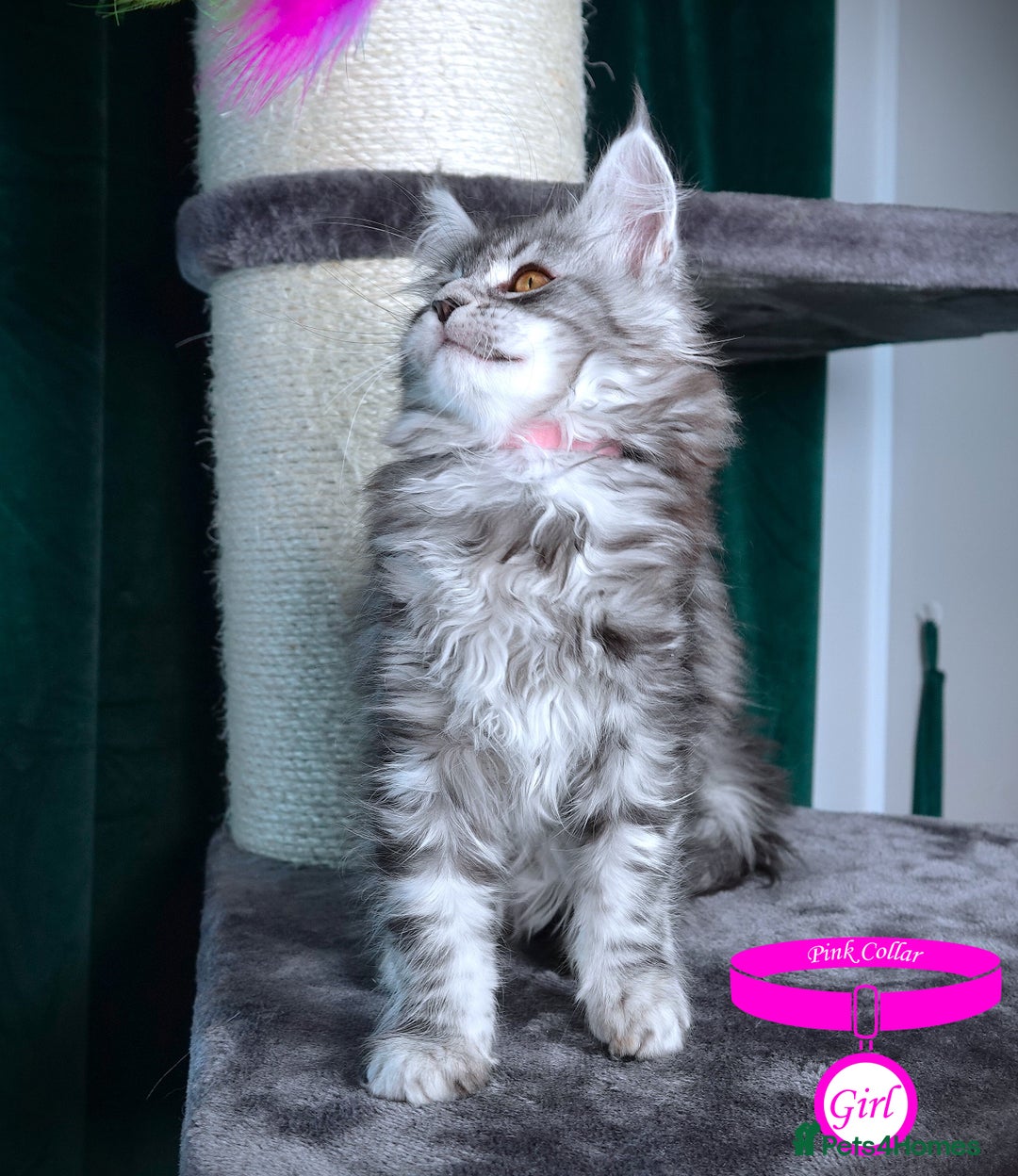 Maine Coon cats for sale: STUNNING XL PEDIGREE MAINE COON KITTENS  - Image 30